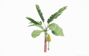 绿植摆件 ID：2023032216